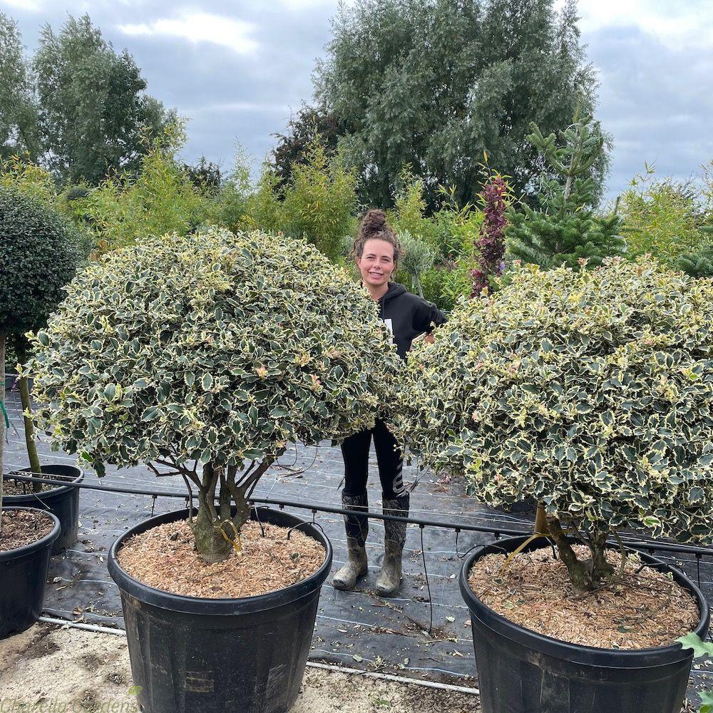 Holy laurel "Argenteomarginata" multistemmed 1.00 -1.30 m Ilex aquifolium Argenteomarginata"