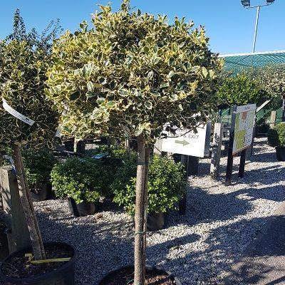 Holy laurel "Argenteomarginata" 1.50 -1.70 m Ilex aquifolium Argenteomarginata"