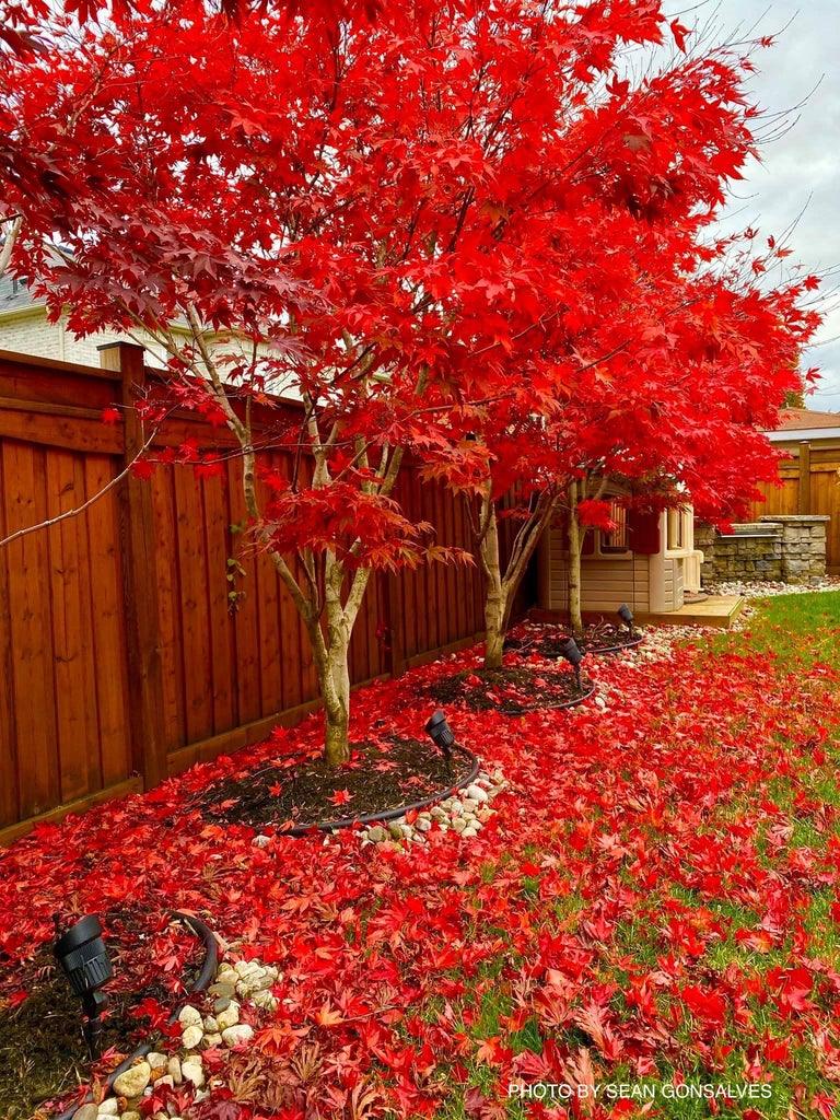 Artar japonez Fireglow 1.30 - 1.50 m Acer palm "Fireglow"