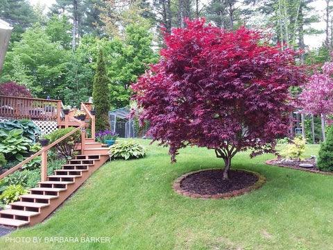 Artar japonez Bloodgood" 1.00 - 1.30 m Acer palmatum "Bloodgood"