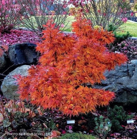 Japanese maple Mikawa Yatsubusa" 0.60 - 0.80 m Acer palmatum "Mikawa Yatsubusa"