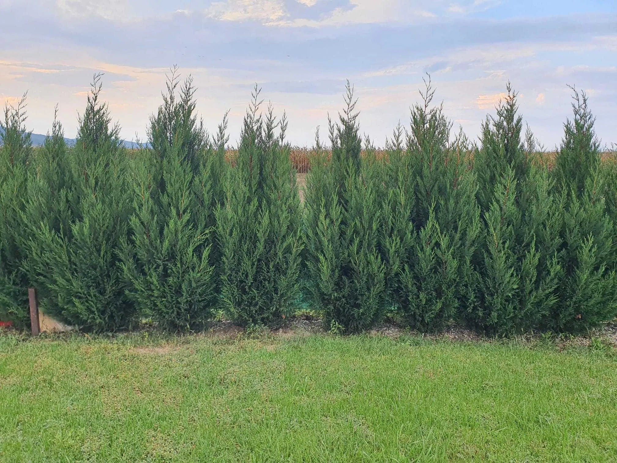 Cypress leylandii 2001" 1.70 - 2.00 mx Cupressocyparis leylandii "2001 - Pyramidalis"