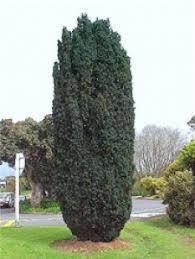 Columnar yew 2.00 - 2.20 m Taxus baccata Fastigiata"