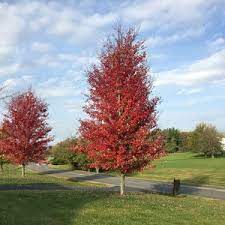 Red maple "Somerset" 2.00 - 2.50 m Acer rubrum "Somerset"