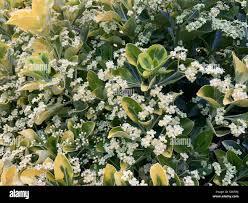 Salba japoneza Bravo" 0.80 - 1.00 m Euonymus jap."Bravo"