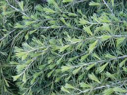 Himalayan cedar Feelin Blue " Bonsai 2.00 - 2.50 m Cedrus deodara "Feelin Blue"