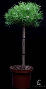 Japanese red pine Low Glow" 0.80 - 1.00 m Pinus densiflora "Low Glow"