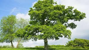 Pedunculate oak 3.00 - 4.00 m Quercus robur