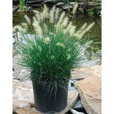 Pennisetum alopecuroides Little Bunny" 0.20 - 0.30 m Pennisetum alopecuroides "Little Bunny"