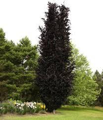 Columnar beech Dawyck Purple" 1.20 - 1.50 m Fagus sylvatica "Dawyck Purple"