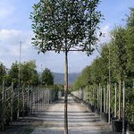 Photinia Red Robin" palier 2.50 - 3.00 m   Photinia serrulata "Red Robin"