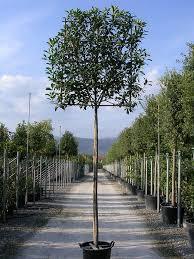 Photinia Red Robin" level 2.50 - 3.00 m Photinia serrulata "Red Robin"