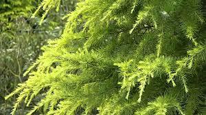 Himalayan cedar Aurea" 1.75 - 2.00 m Cedrus deodara "Aurea"