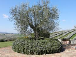 Rosemary "Boule" 0.50 - 0.70 m Rosmarinus officinalis "Boule"