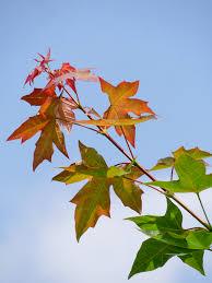 Maple Pacific Sunset" 3.00 - 4.00 m Acer "Warrenred" Pacific Sunset