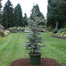 Silberspitz silver-blue cedar" 1.30 - 1.50 m Cedrus atlantica "Silberspitz"