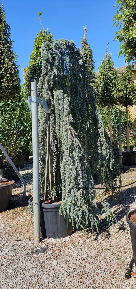 Flowing silver cedar 1.75 - 2.00 m Cedrus atlantica Glauca Pendula"