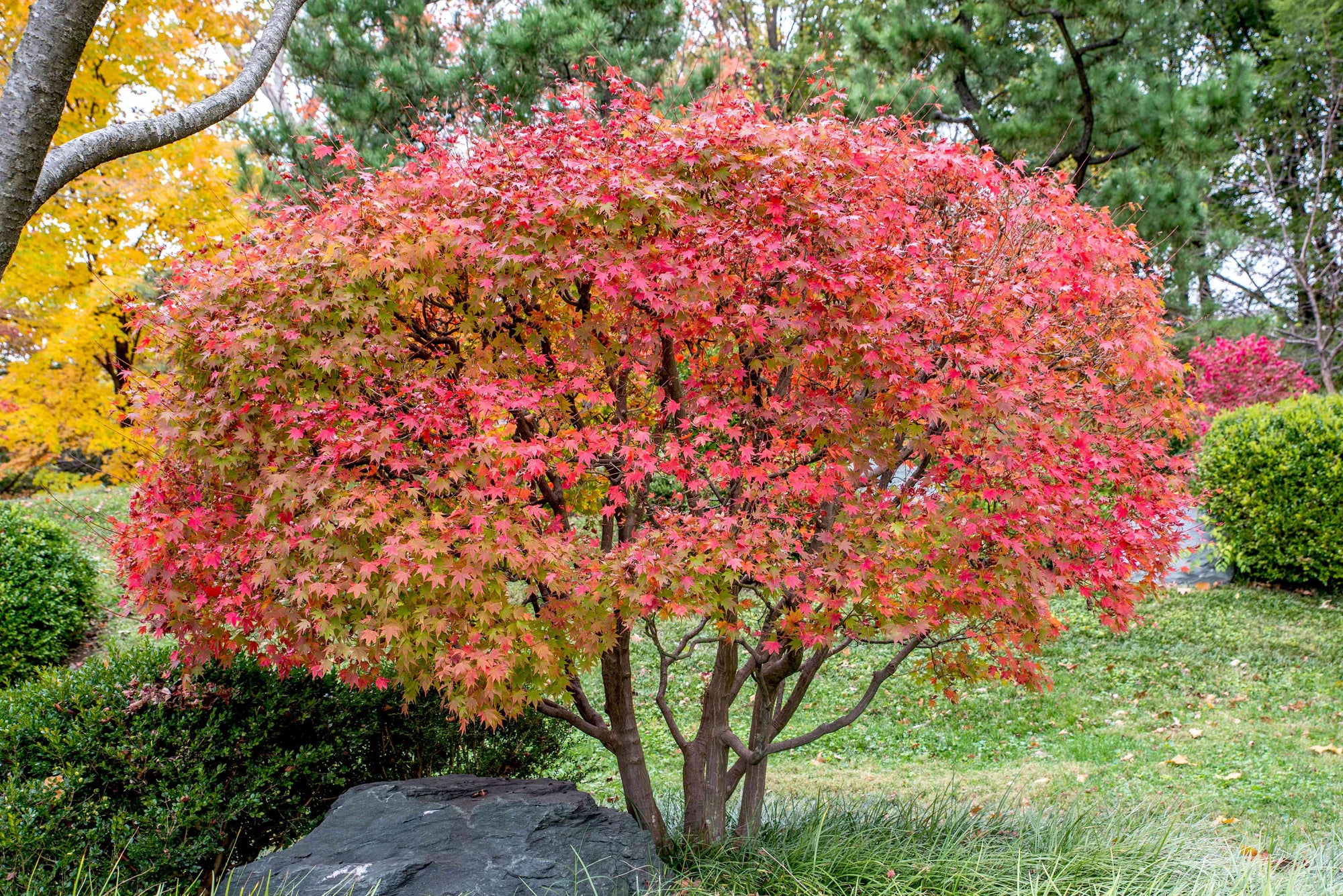 Japanese maple Sharp's Pygmy" 0.60 - 0.80 m Acer palmatum "Sharp's Pygmy"