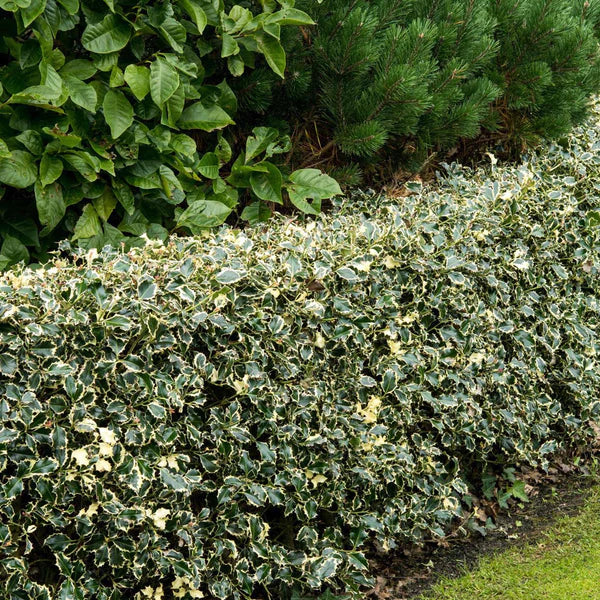 Holy laurel "Argenteomarginata" bush 0.60 -0.80 m Ilex aquifolium Argenteomarginata"