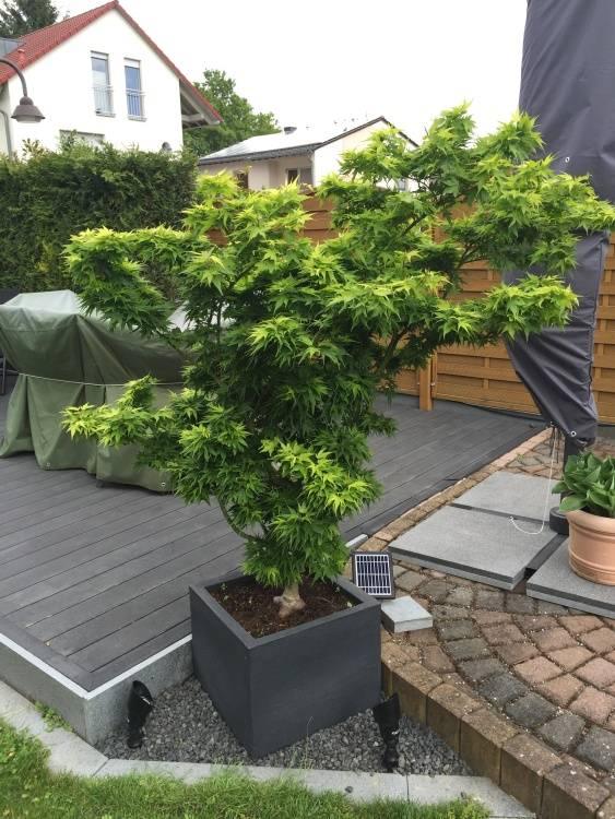Japanese maple Mikawa Yatsubusa" 0.60 - 0.80 m Acer palmatum "Mikawa Yatsubusa"