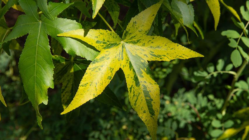 Variegata gum tree" 2.50 - 3.00 m Liquidambar styraciflua "Variegata"