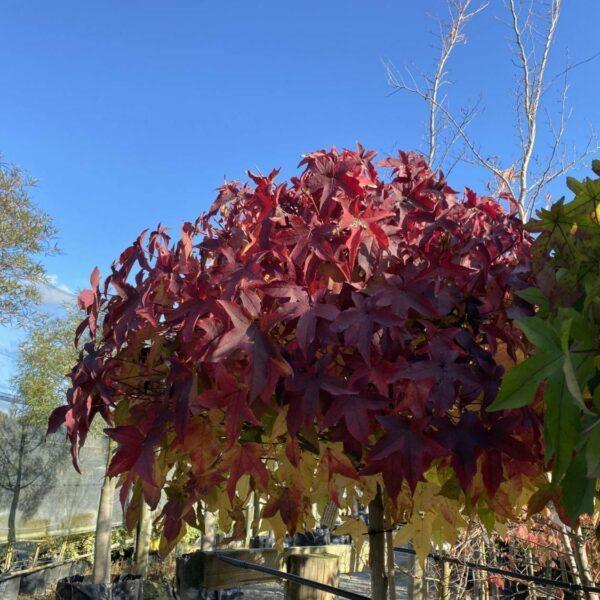 Arborele de guma Gum Ball" 2.00 - 2.50 m Liquidambar styraciflua "Gum Ball"