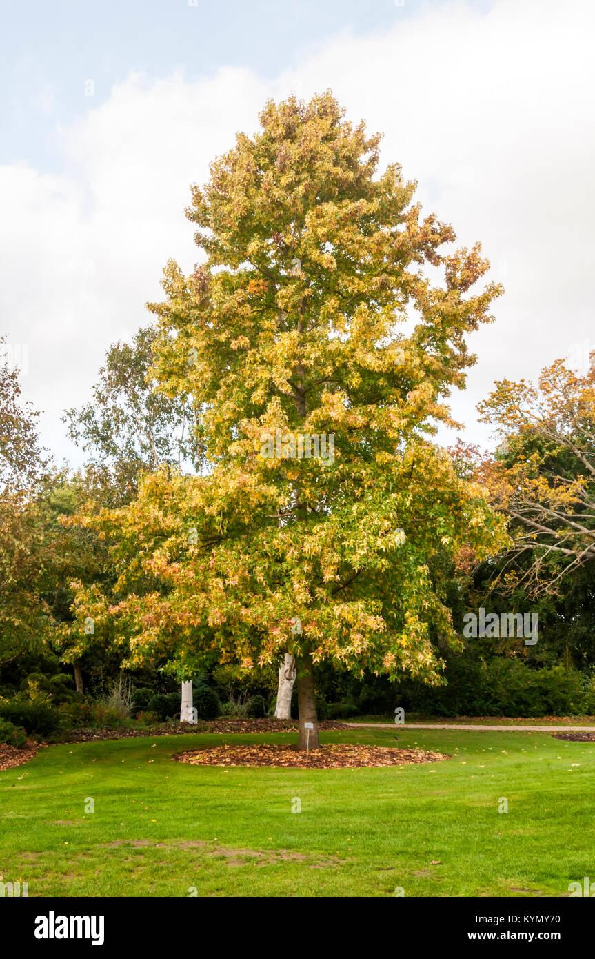 Variegata gum tree" 2.50 - 3.00 m Liquidambar styraciflua "Variegata"