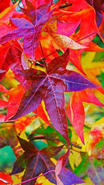 Variegata gum tree" 2.50 - 3.00 m Liquidambar styraciflua "Variegata"