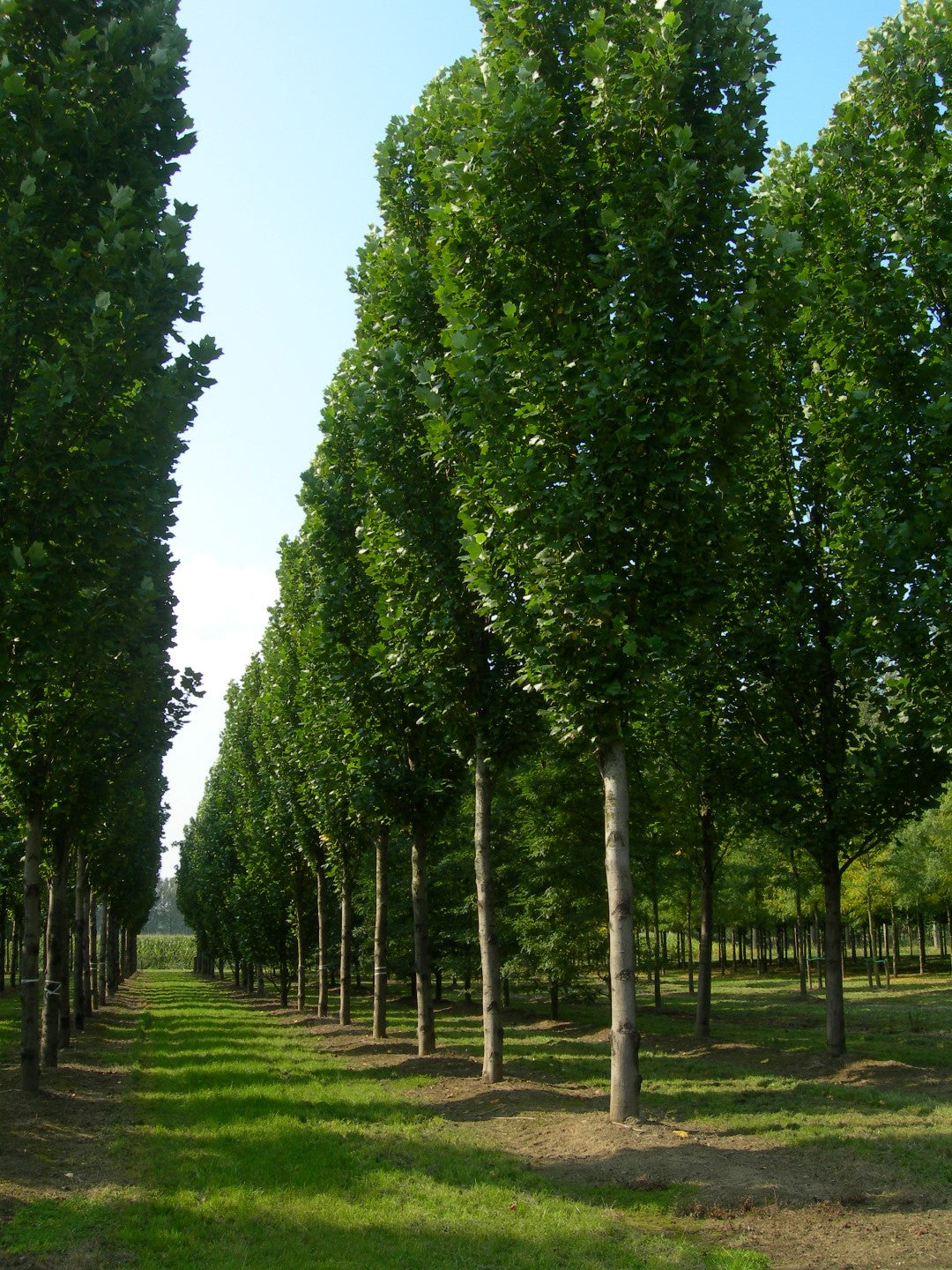 Columnar tulip tree tree 2.00 - 2.50 m Liriodendron tulipifera Fastigiata