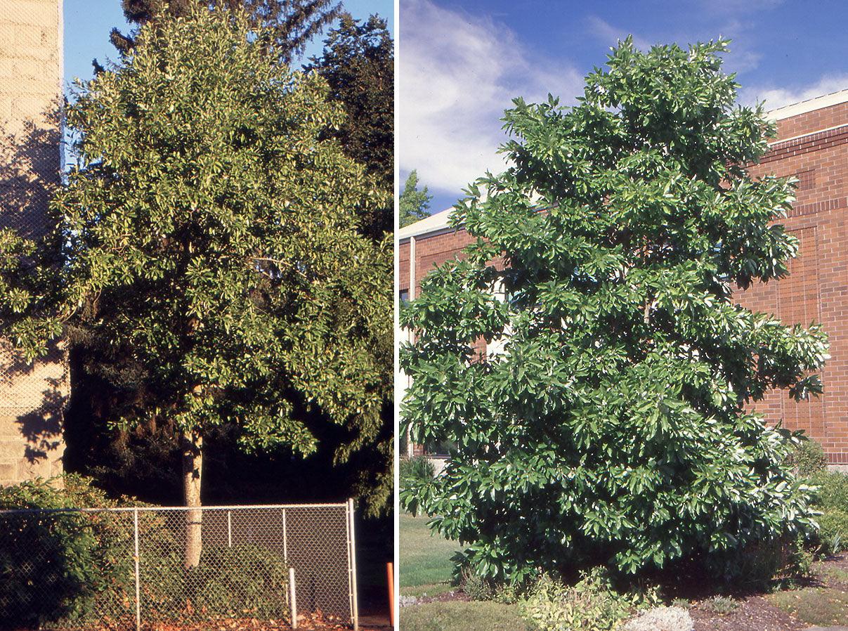 Magnolia virginiana Glauca" tree 3.00 - 3.50 m Magnolia virginiana "Glauca"