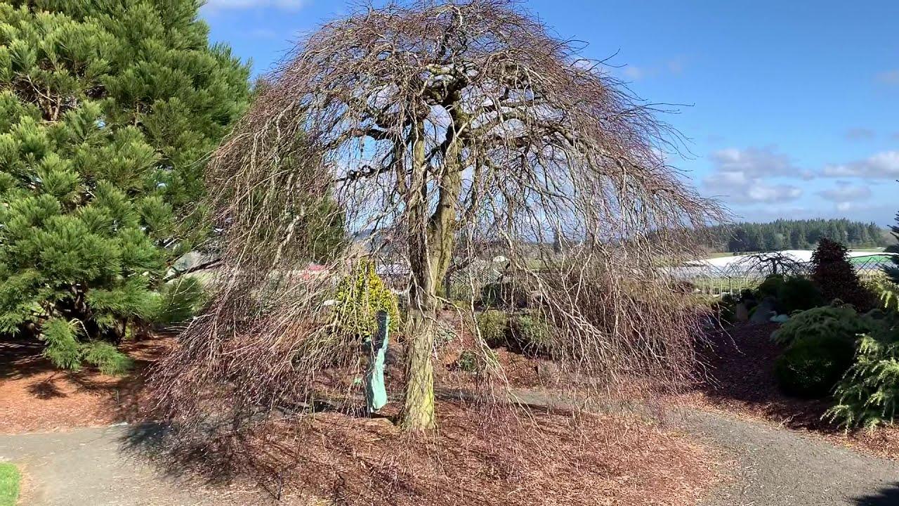 Japanese Maple Inaba Shidare" 1.70 - 2.00 m Acer palmatum dissectum "Inaba Shidare"