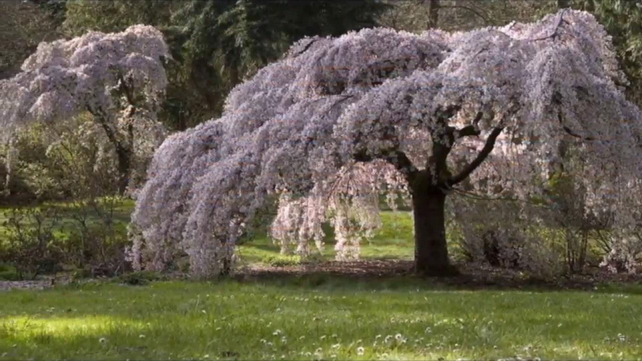 Japanese pendulous cherry Kiku - Shidare - Zakura" 2.00 - 2.50 m Prunus serrulata "Kiku - Shidare - Zakura"