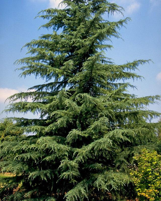 Himalayan cedar 2.50 - 3.00 m Cedrus deodora