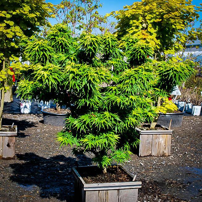 Japanese maple Mikawa Yatsubusa" 0.60 - 0.80 m Acer palmatum "Mikawa Yatsubusa"