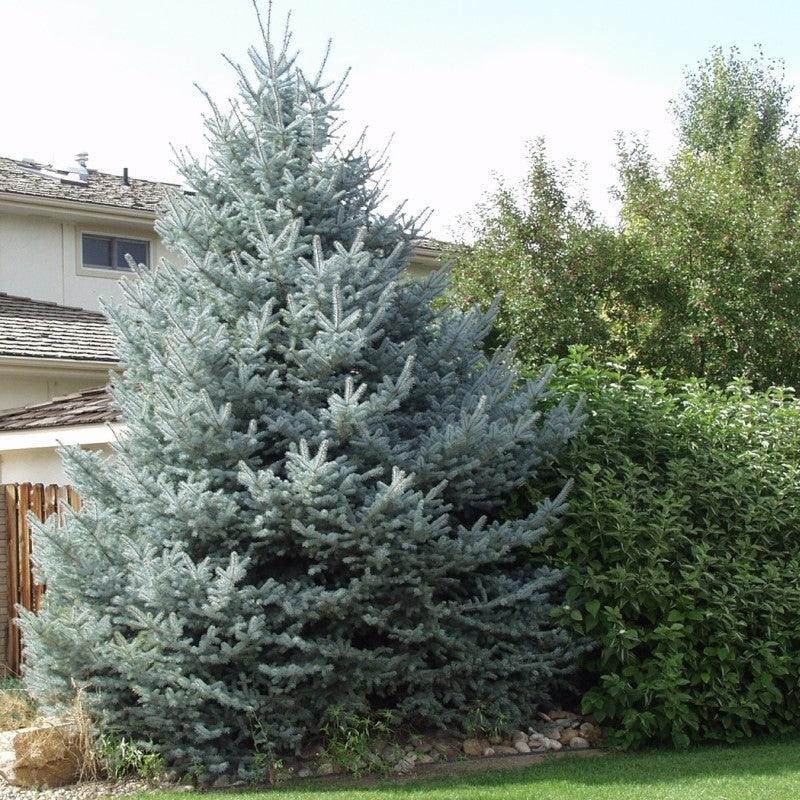 Silver spruce "Fat Albert" 1.70 - 1.80 m Picea pungens "Fat Albert"