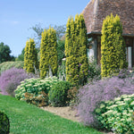 Columnar golden yew 2.00 - 2.40 m Taxus baccata Fastigiata Aurea"