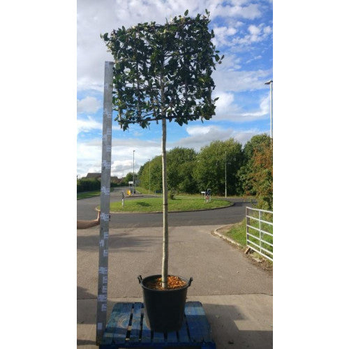 Ilex Nellie R.Stevens" landing on the trunk 3.00 - 3.50 m Ilex mutchagara "Nellie R.Stevens"
