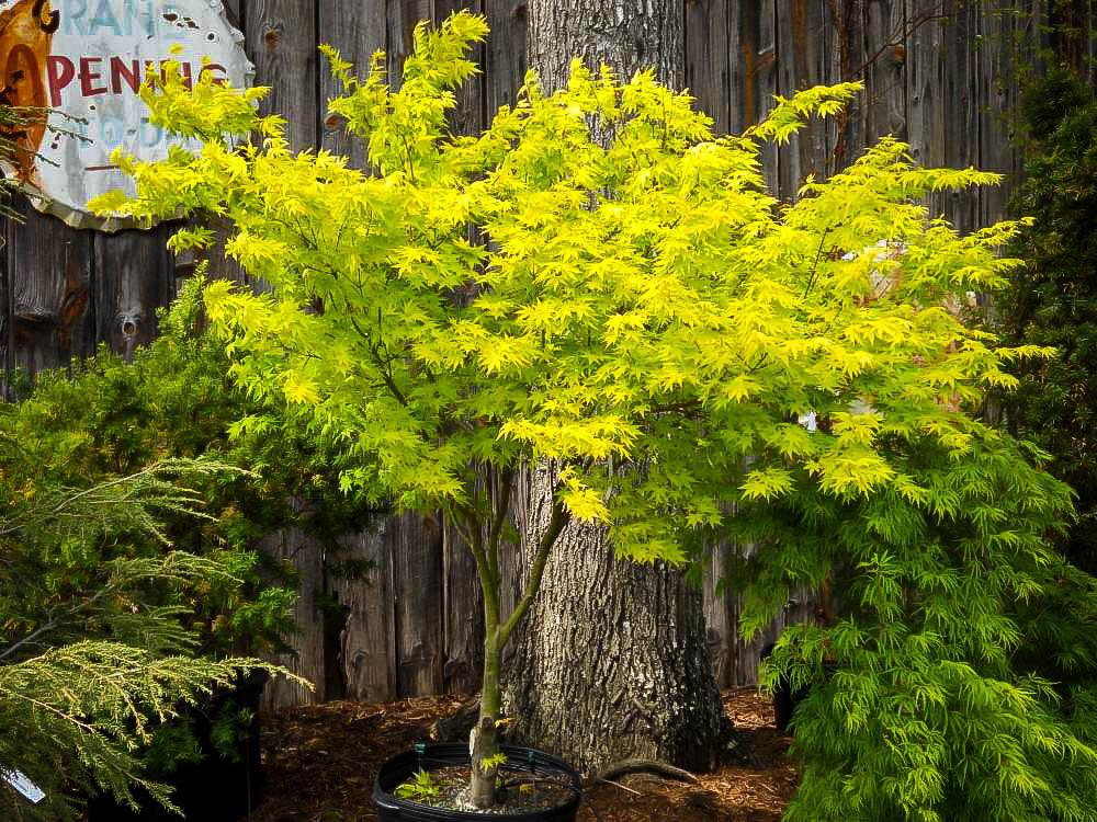 Japanese maple Orange Dream" 1.00 - 1.30 m Acer palmatum "Orange Dream"