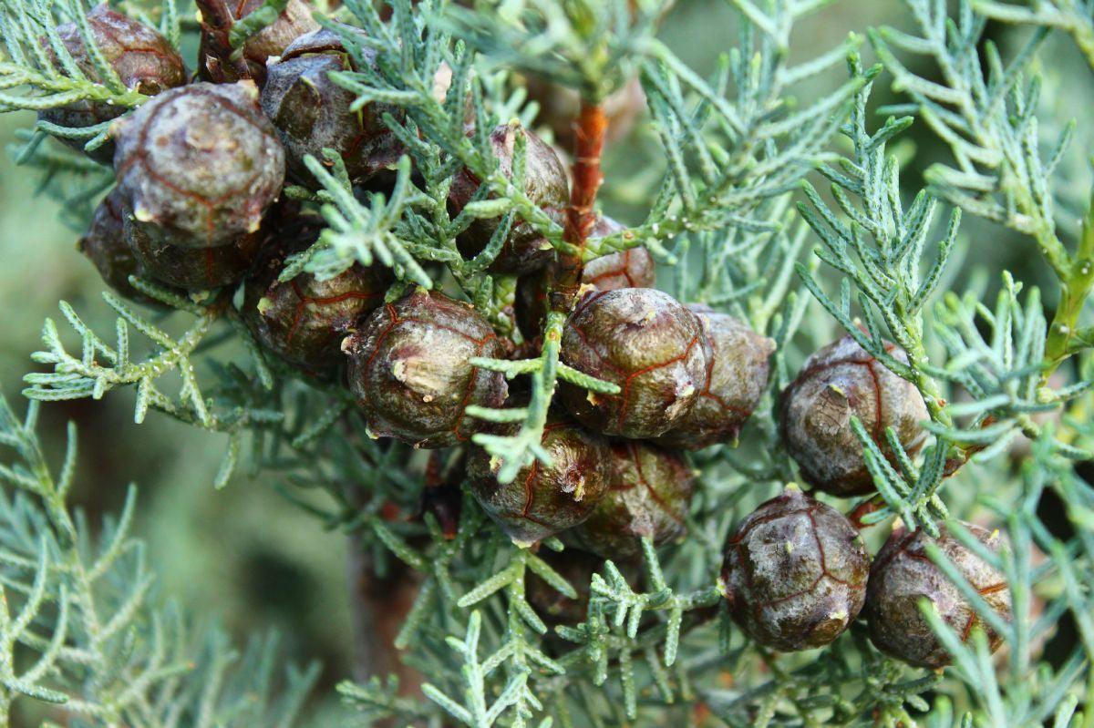 Fastigiata Arizona cypress 1.50 - 1.70 m Cupressus arizonica 'Fastigiata'