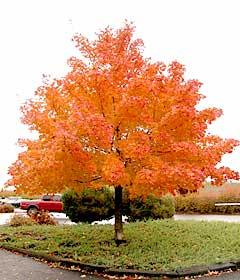 Maple Pacific Sunset" 3.00 - 4.00 m Acer "Warrenred" Pacific Sunset