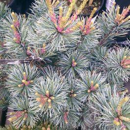 Negishi Japanese white pine 1.00 - 1.20 m Pinus parvifolia "Negishi"