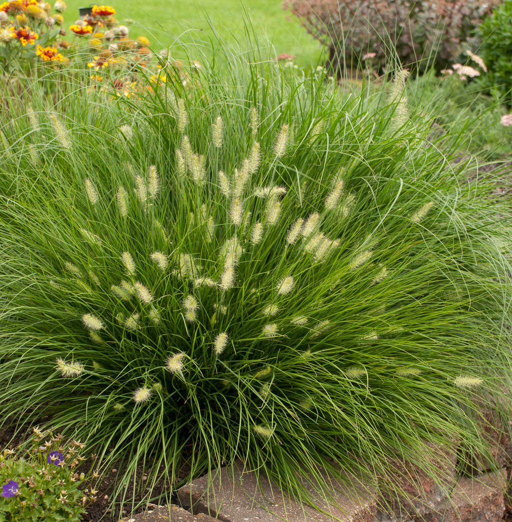 Pennisetum alopecuroides Little Bunny" 0.20 - 0.30 m Pennisetum alopecuroides "Little Bunny"