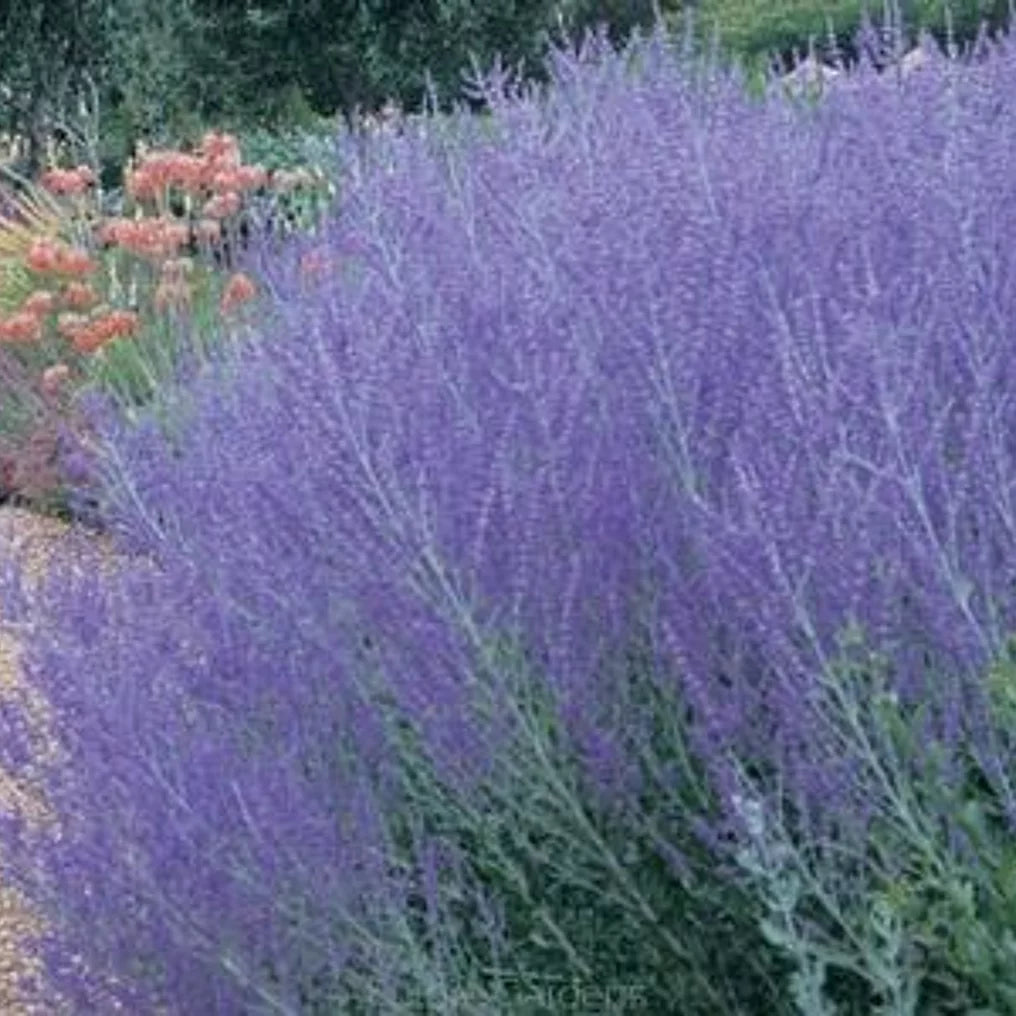 Salvie rusească Lacey Blue" 0.40 - 0.60 m Perovskia atriplicifolia "Lacey Blue"