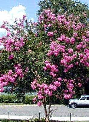 Indian Lilac Rosea Nova" 1.70 - 2.00 m Lagerstroemia Indica "Rosea Nova"