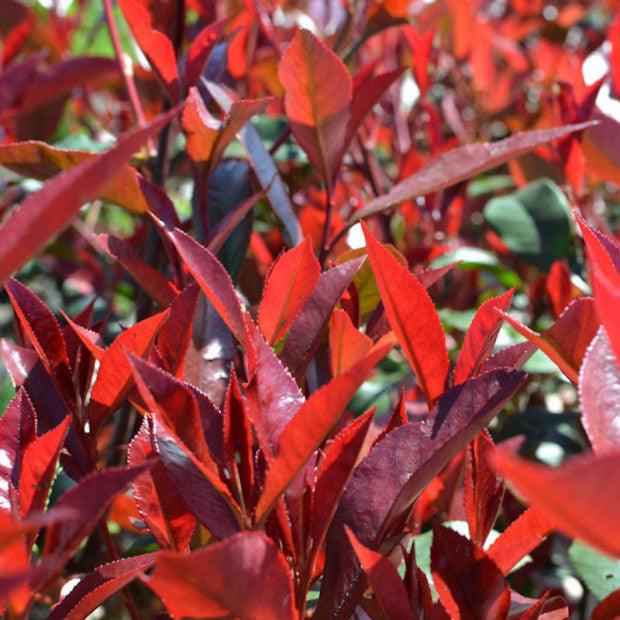 Photinia Carre Rouge" minge 0.80 - 1.00 m Photinia x fraseri "Carre Rouge"
