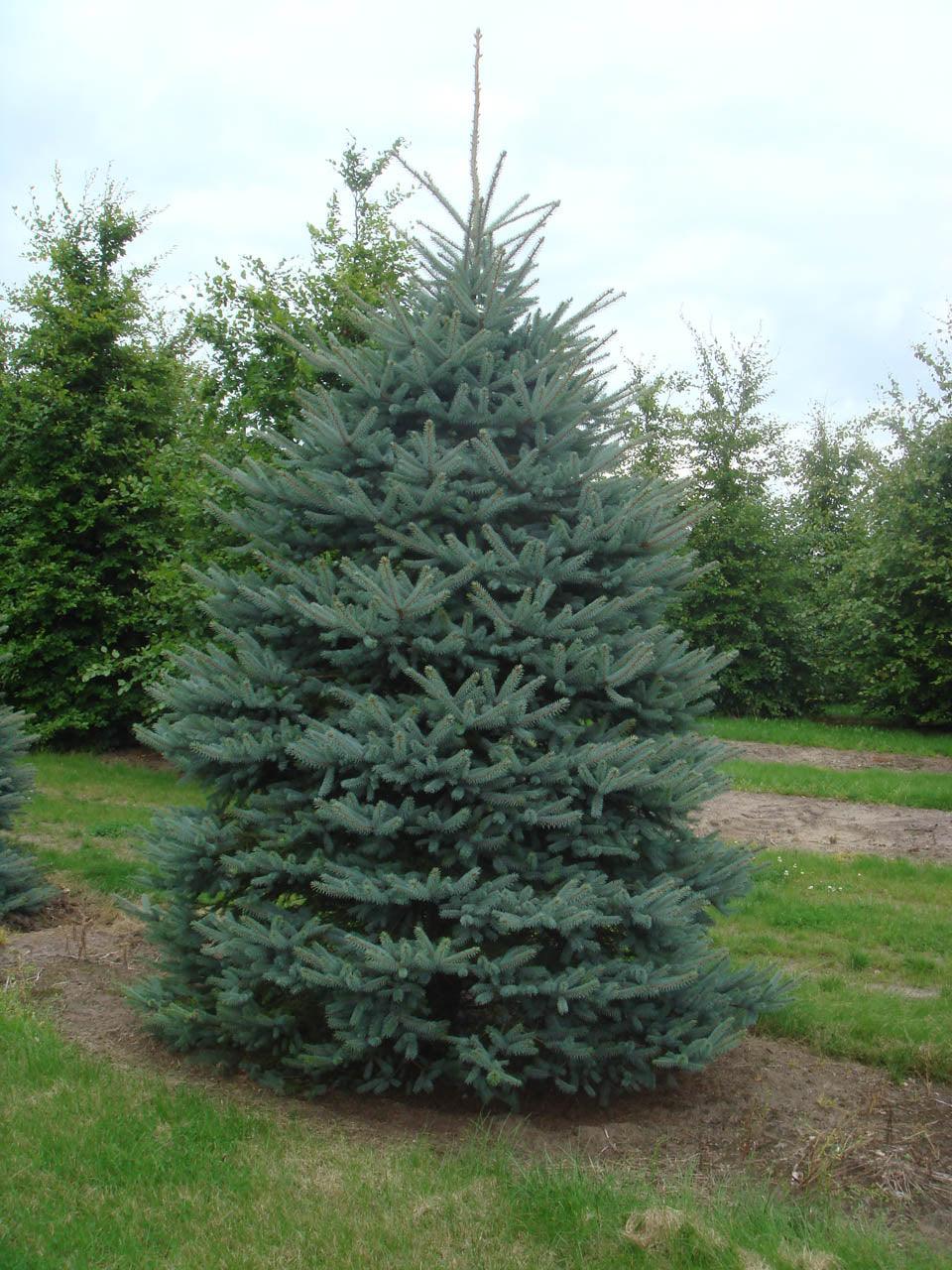 Silver spruce "Fat Albert" 1.70 - 1.80 m Picea pungens "Fat Albert"
