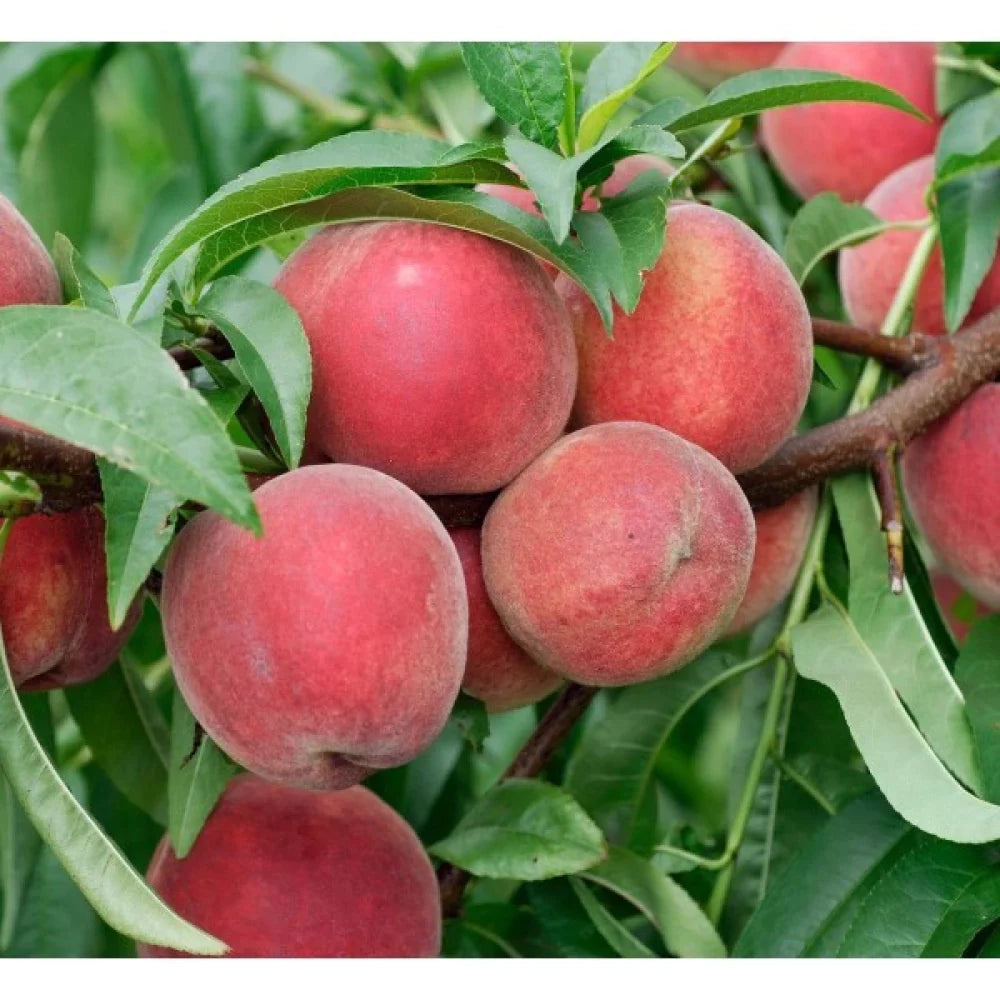 Piersic Redhaven" 1.80 - 2.30 m Prunus persica „Redhaven”