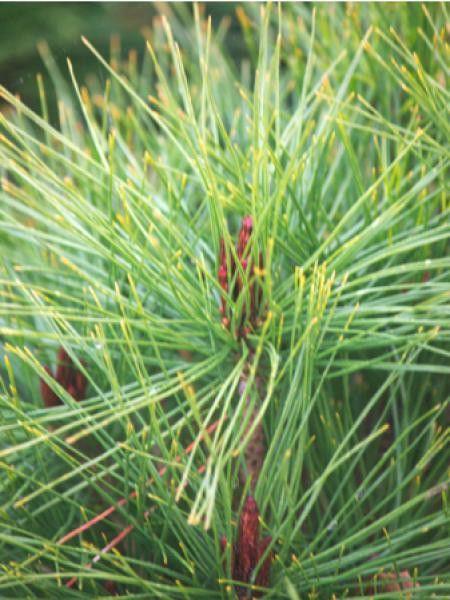 Japanese red pine Alice Verkade" 1.00 - 1.20 m Pinus densiflora "Alice Verkade"