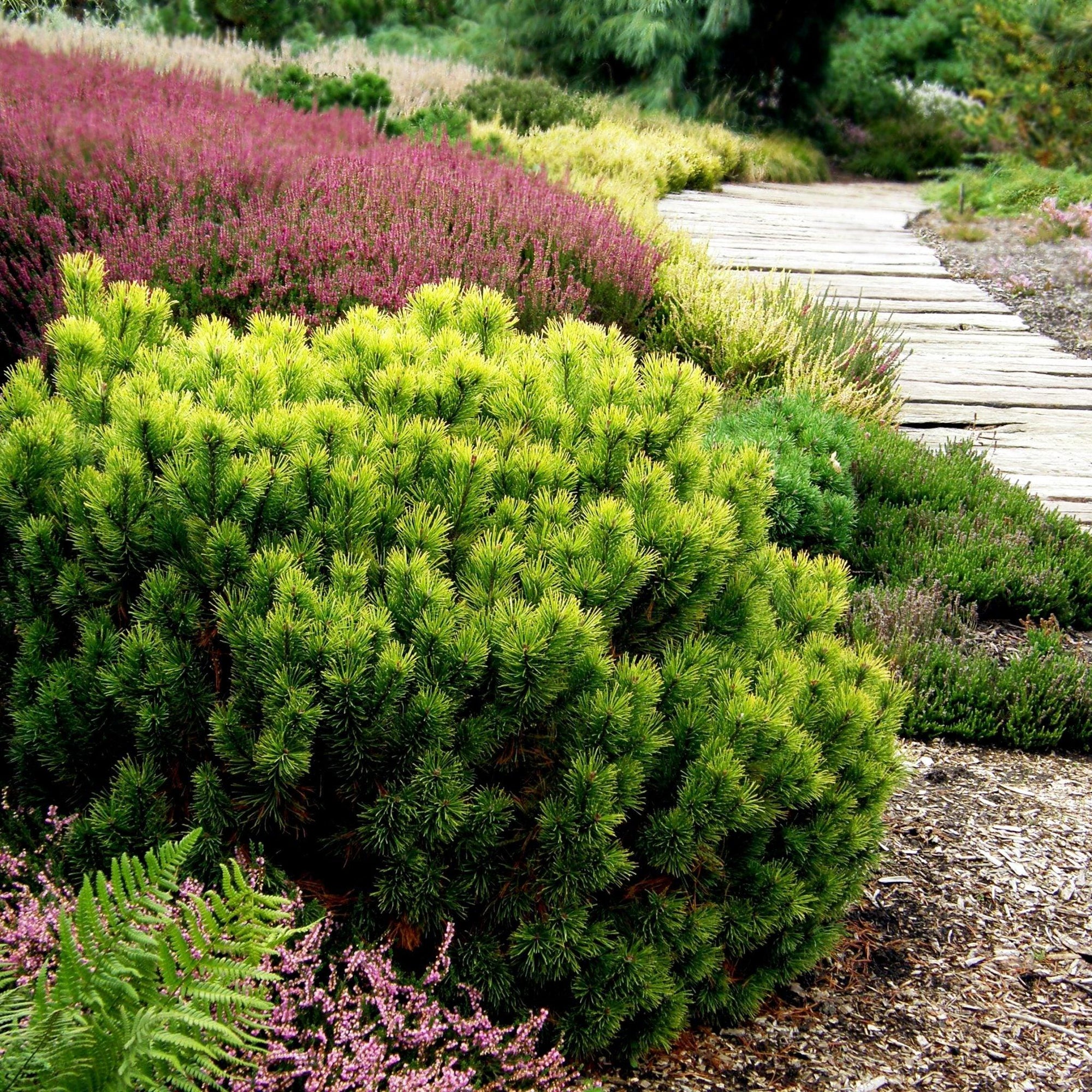 Dwarf pine Winter Gold" 0.40 - 0.60 m Pinus mugo "Winter Gold"