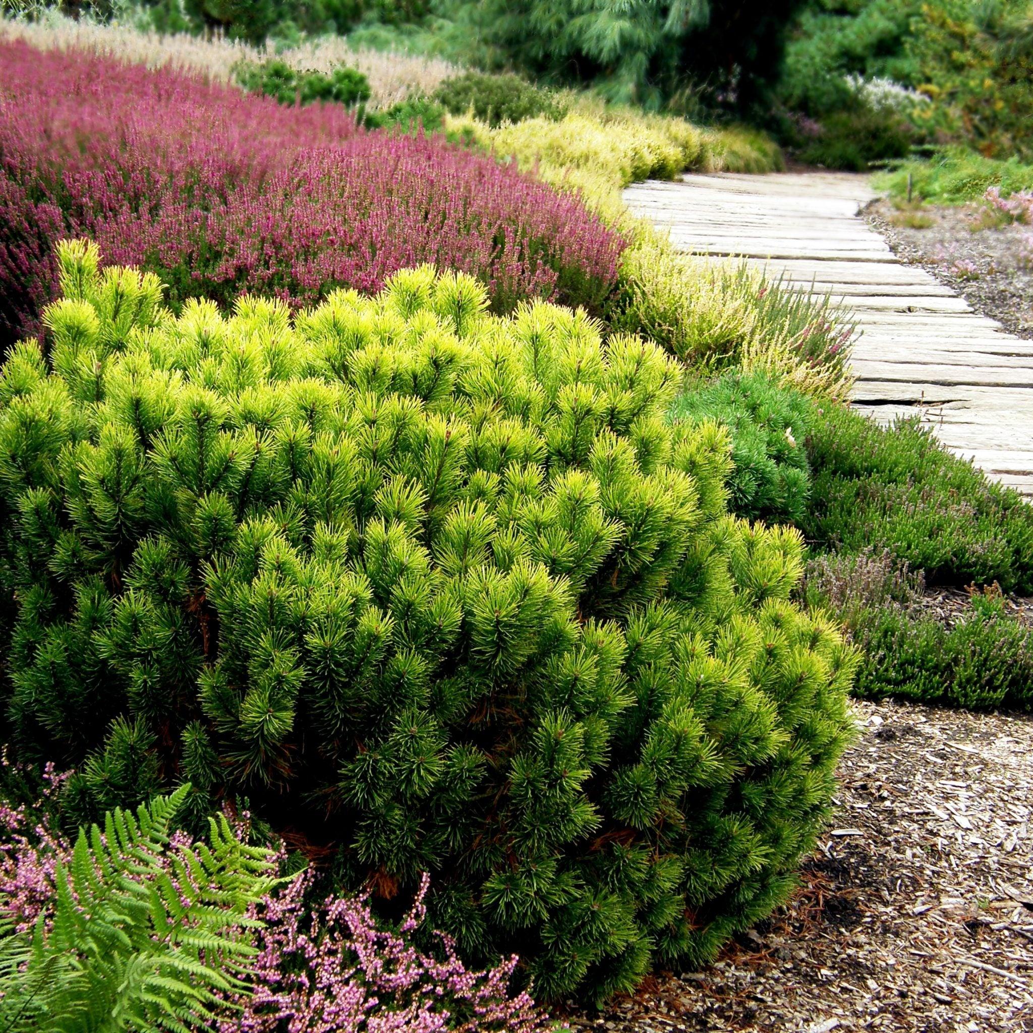 Dwarf pine Winter Gold" 0.40 - 0.60 m Pinus mugo "Winter Gold"